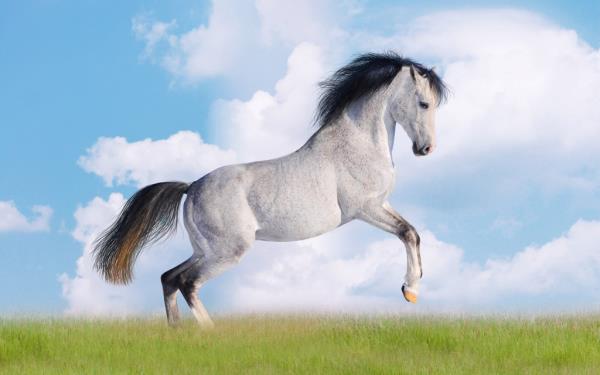 Horse: I love you!