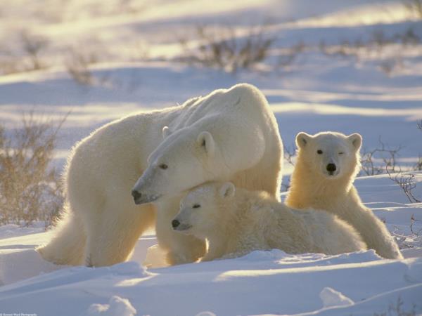 Bears: I love you!