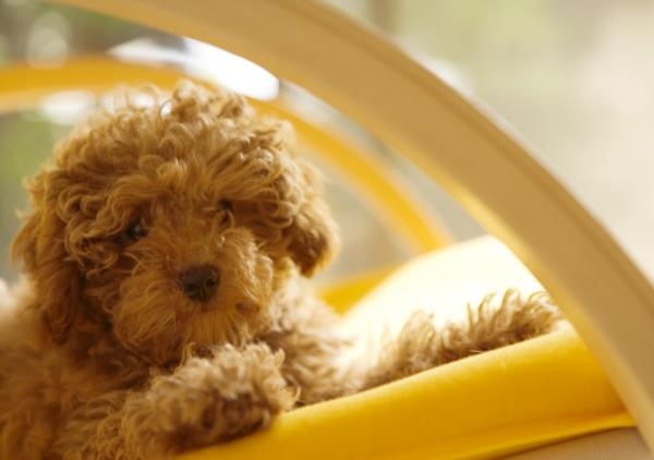 Soft dog: I love you!