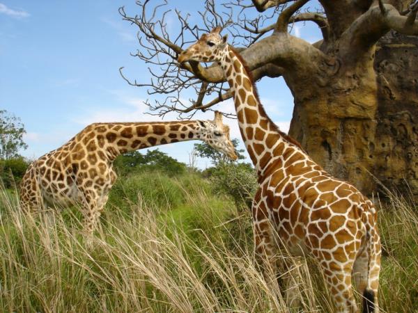 Savannah: The giraffe
