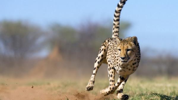 Savannah: Feline