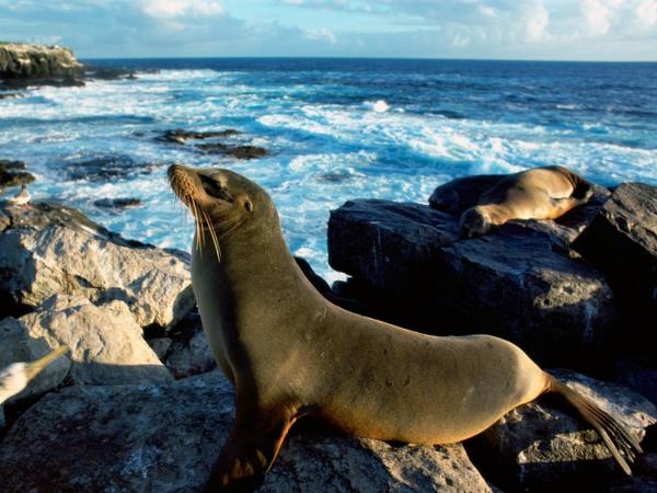 Seal: The nature is wonderful