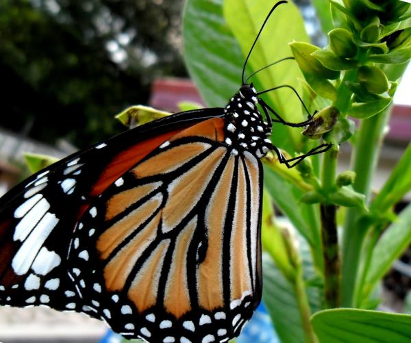 Butterfly: The butterfly warrior