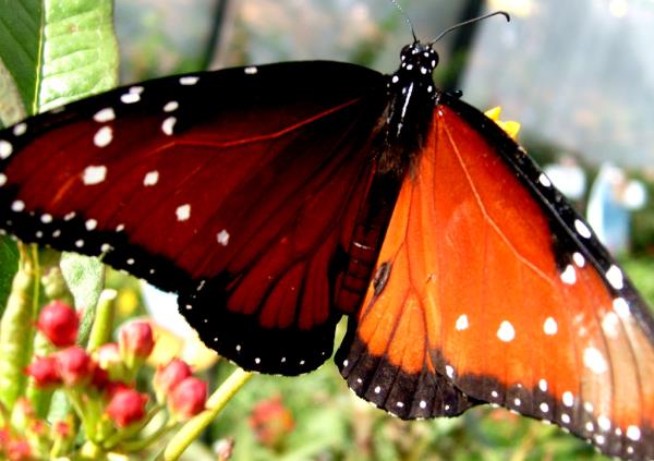 Butterfly: The butterfly enchantress of Bengodi