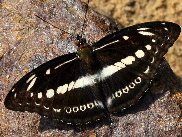 Butterfly: The butterfly of happiness