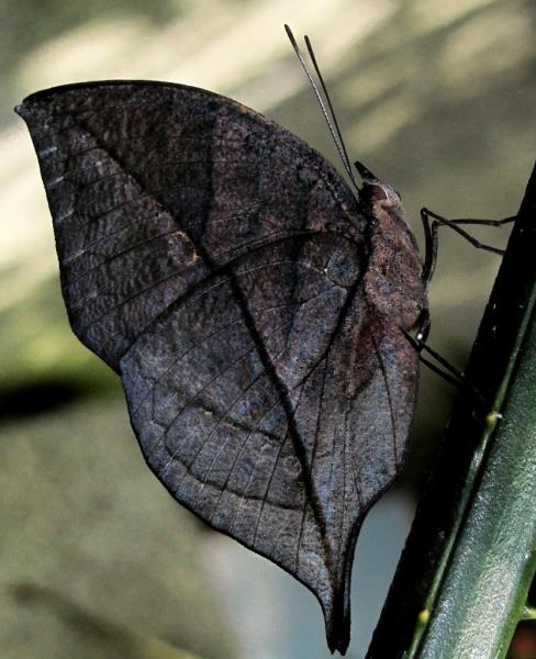 Butterfly: The rare butterfly leaf dry